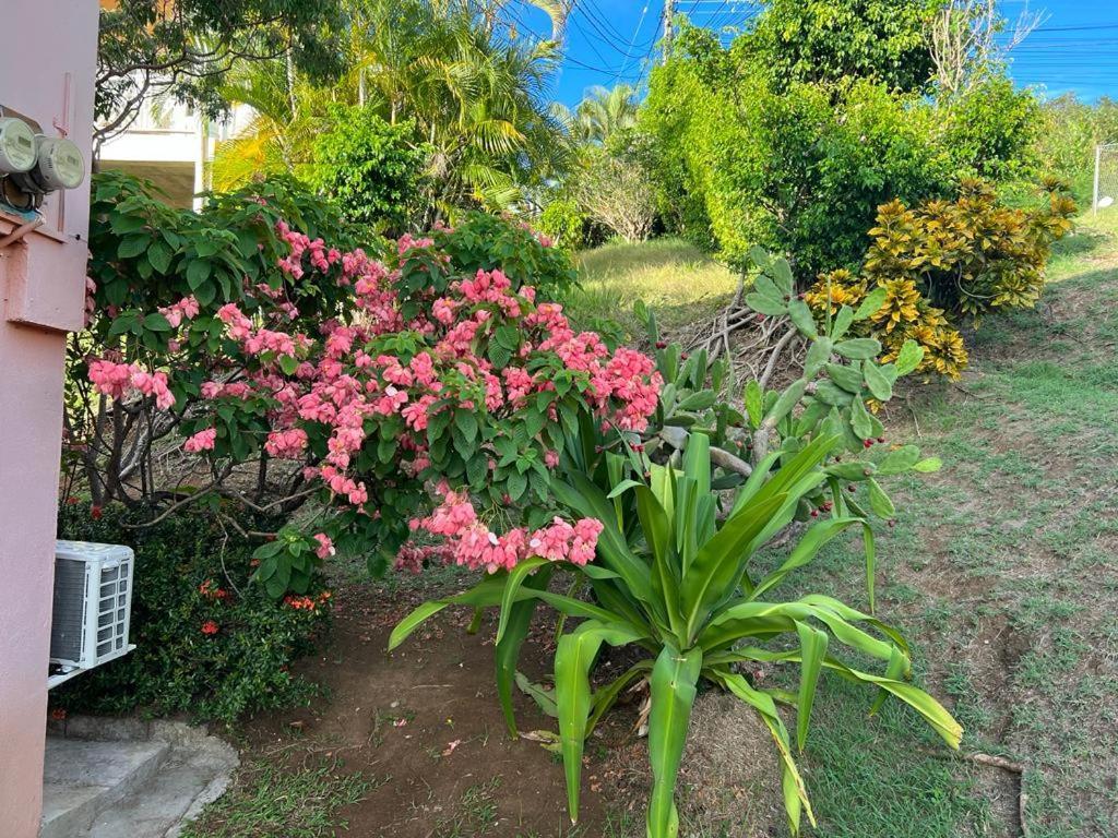 Chez Emmanuel Leilighet Gros Islet Eksteriør bilde